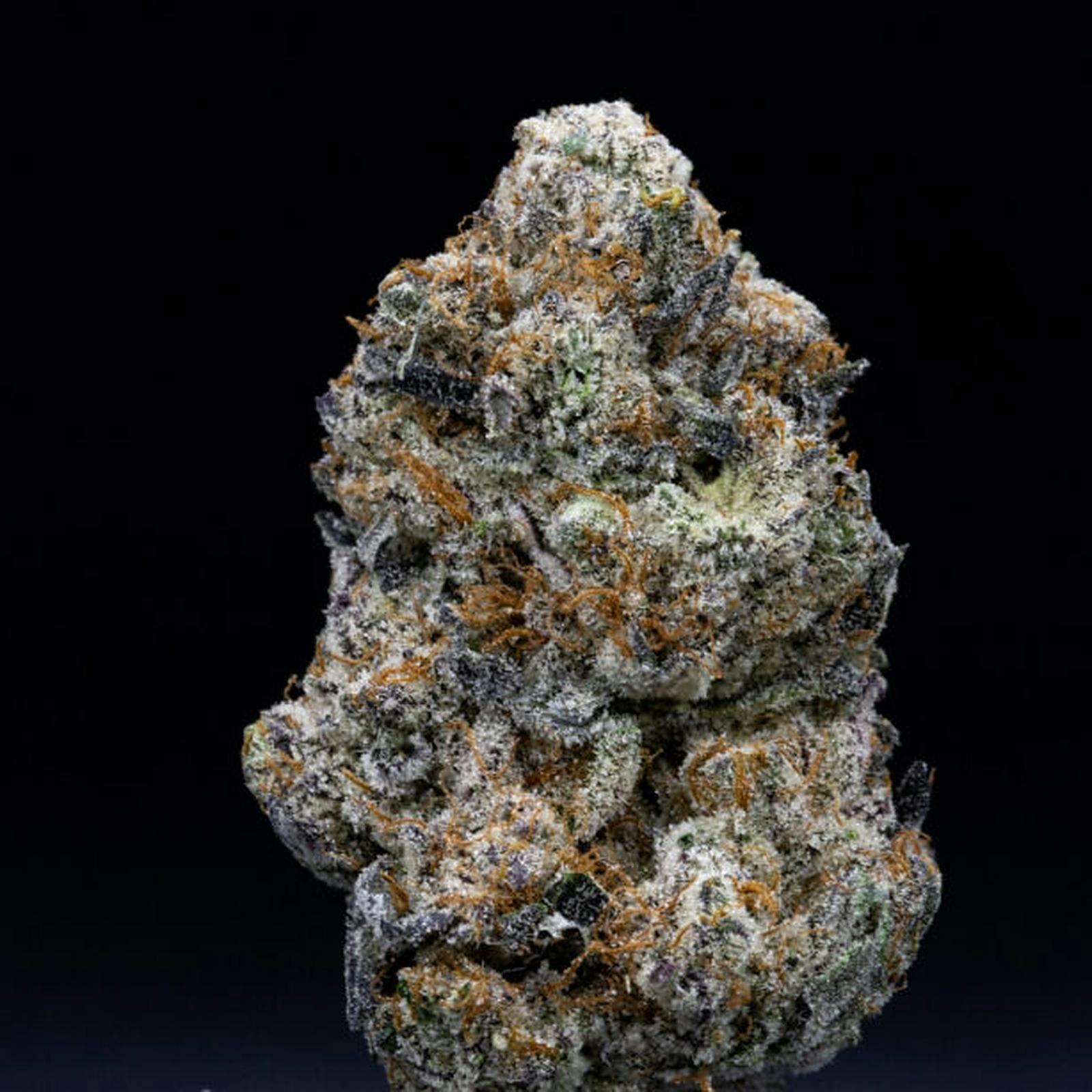 Jungle Cookies by Jar Co.